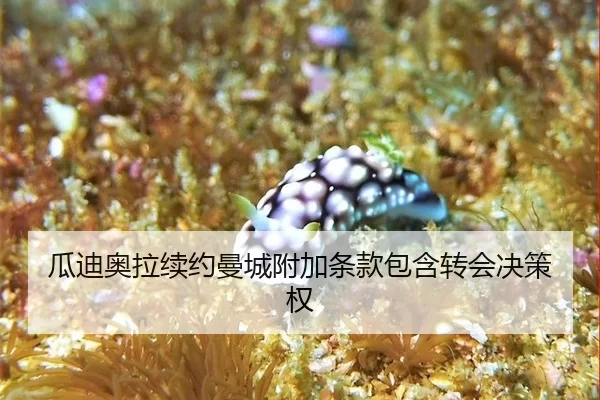 瓜迪奥拉续约曼城附加条款包含转会决策权